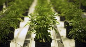 Photo Credit: smokebuddies.com