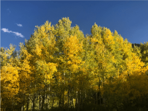 Fall Foliage Trips