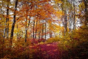 Red, orange, and yellow fall leaves in Colorado.