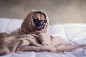 Pug in bed