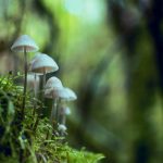 Are Psilocybin Mushrooms Legal in Colorado - OnDenver.com