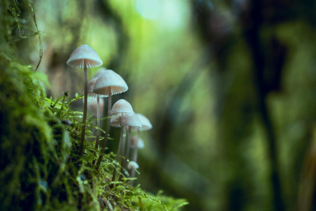 Are Psilocybin Mushrooms Legal in Colorado - OnDenver.com